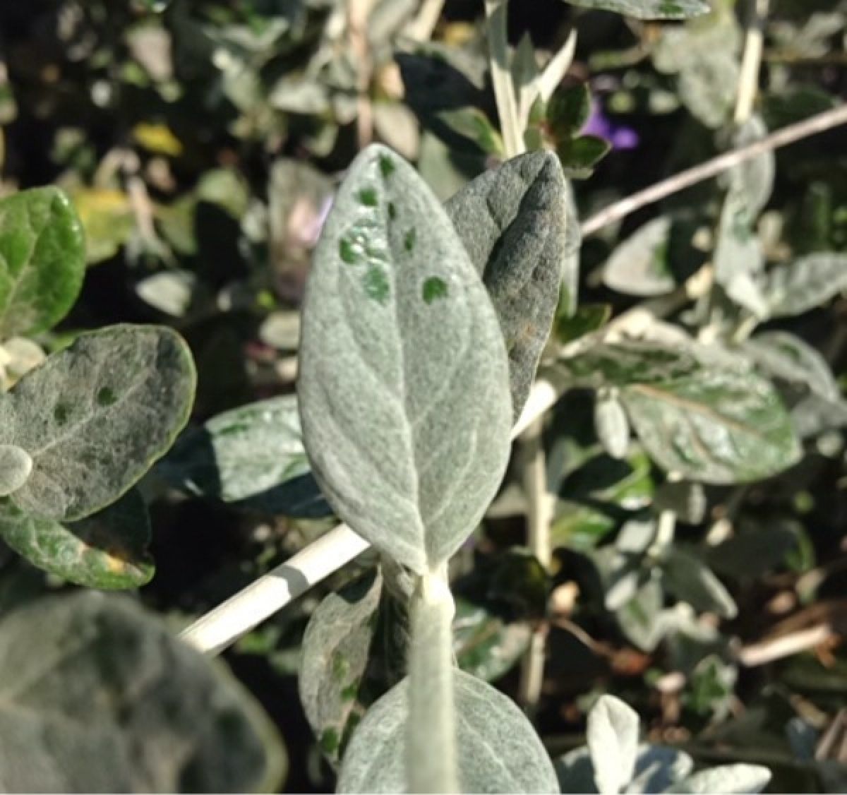 Photo 3 de Teucrium