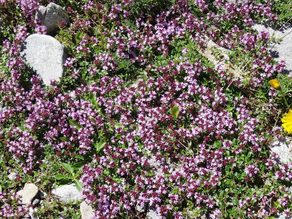 Thym Commun, farigoule
