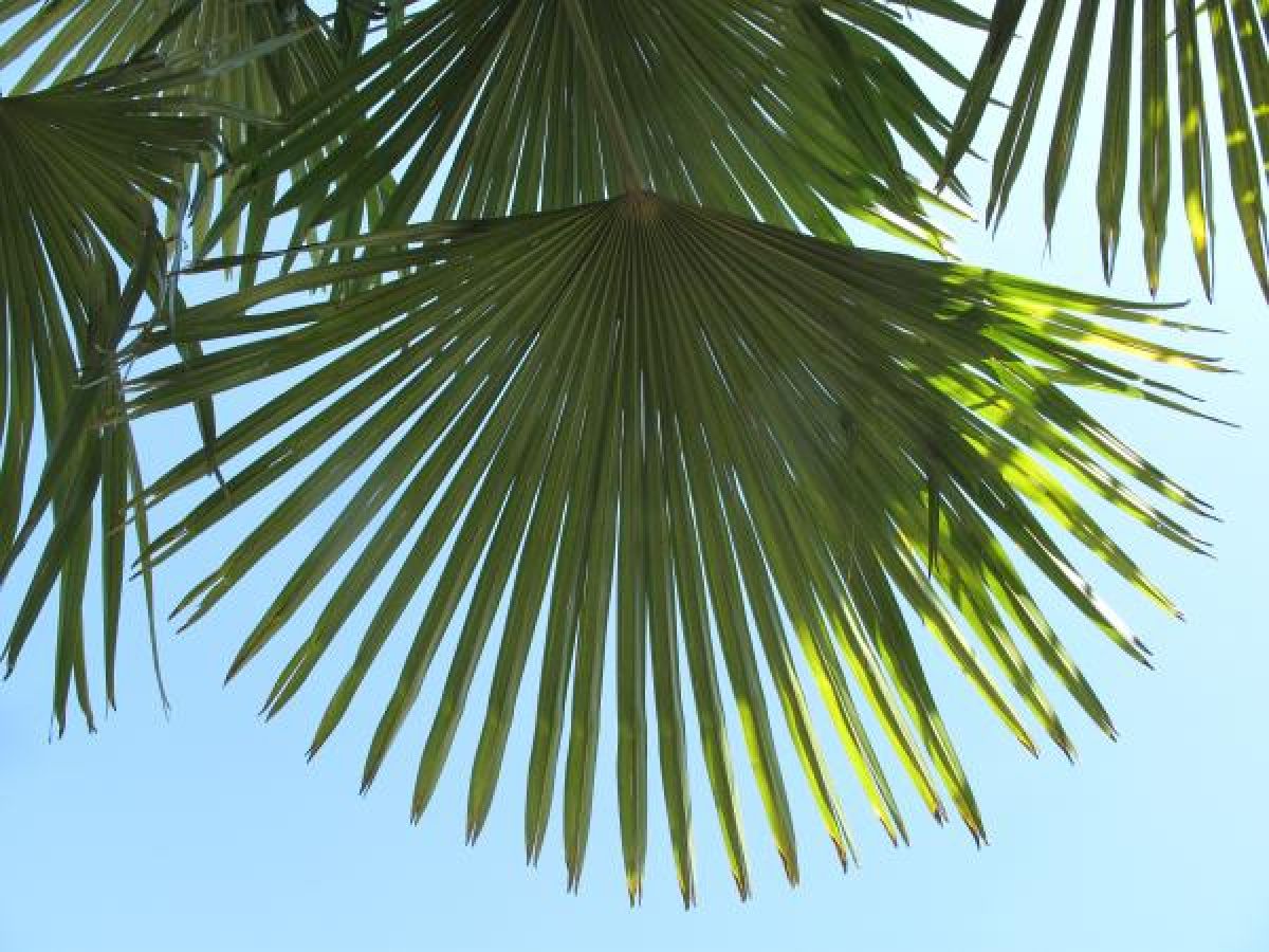 Photo 2 de Trachycarpus fortunei