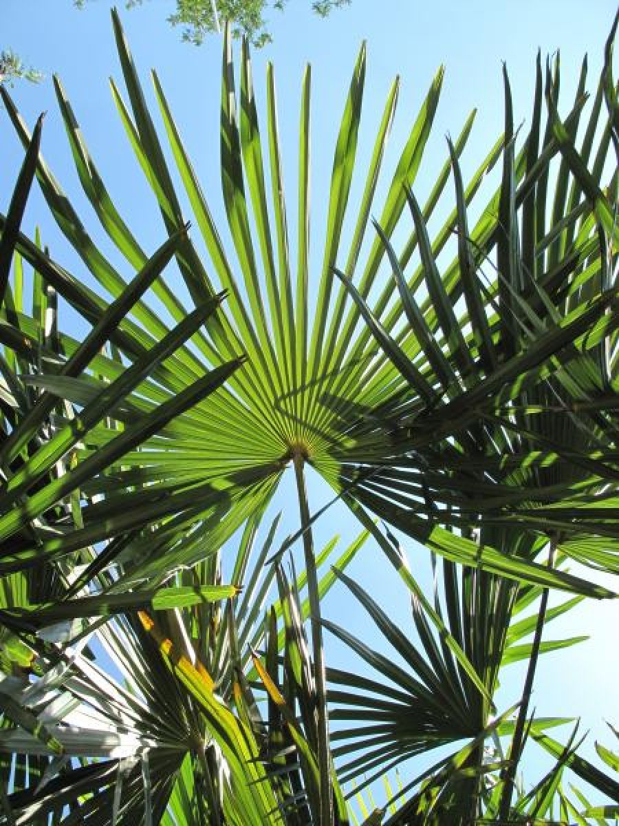 Photo 3 de Trachycarpus fortunei