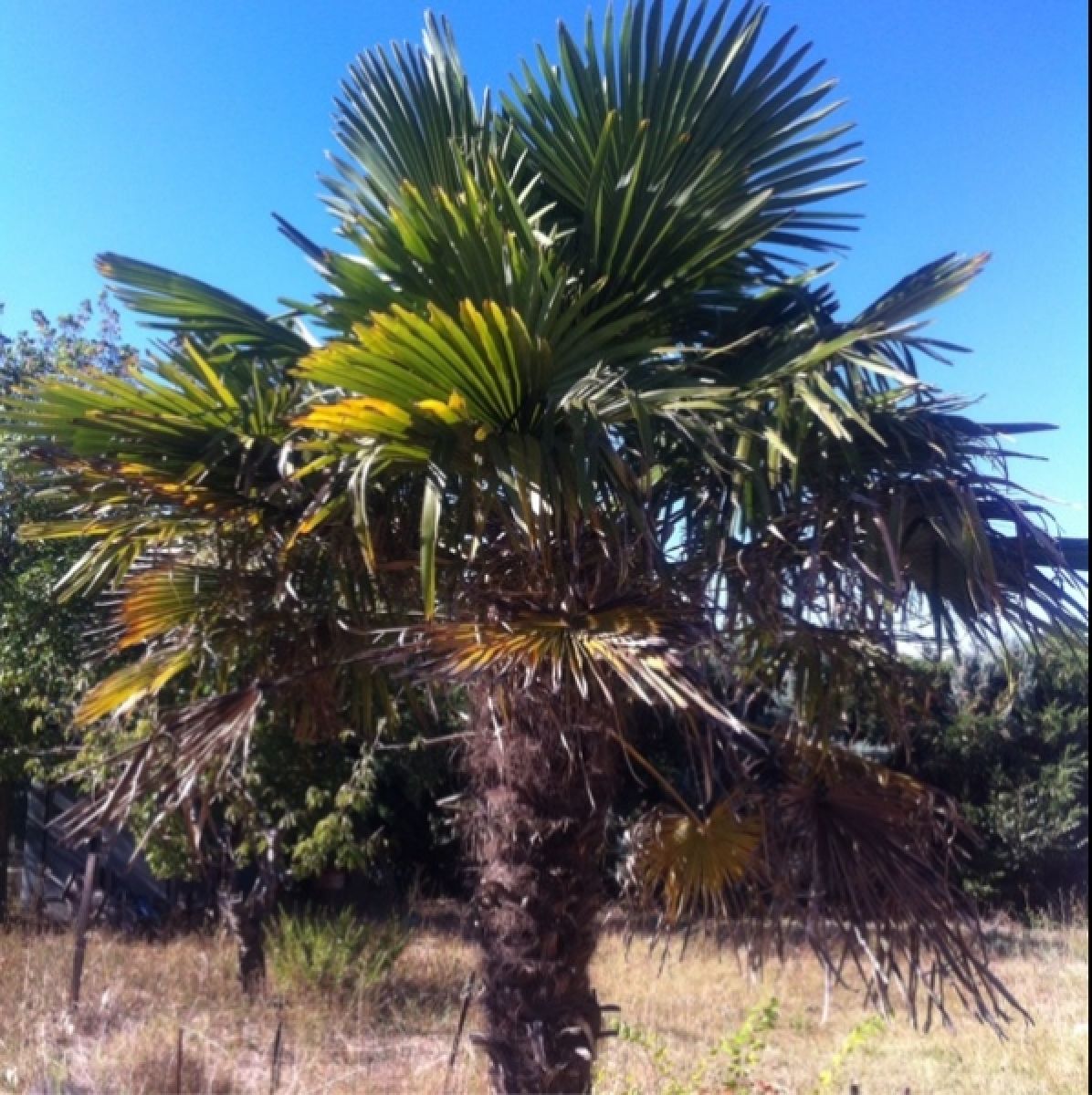 Trachycarpus fortunei