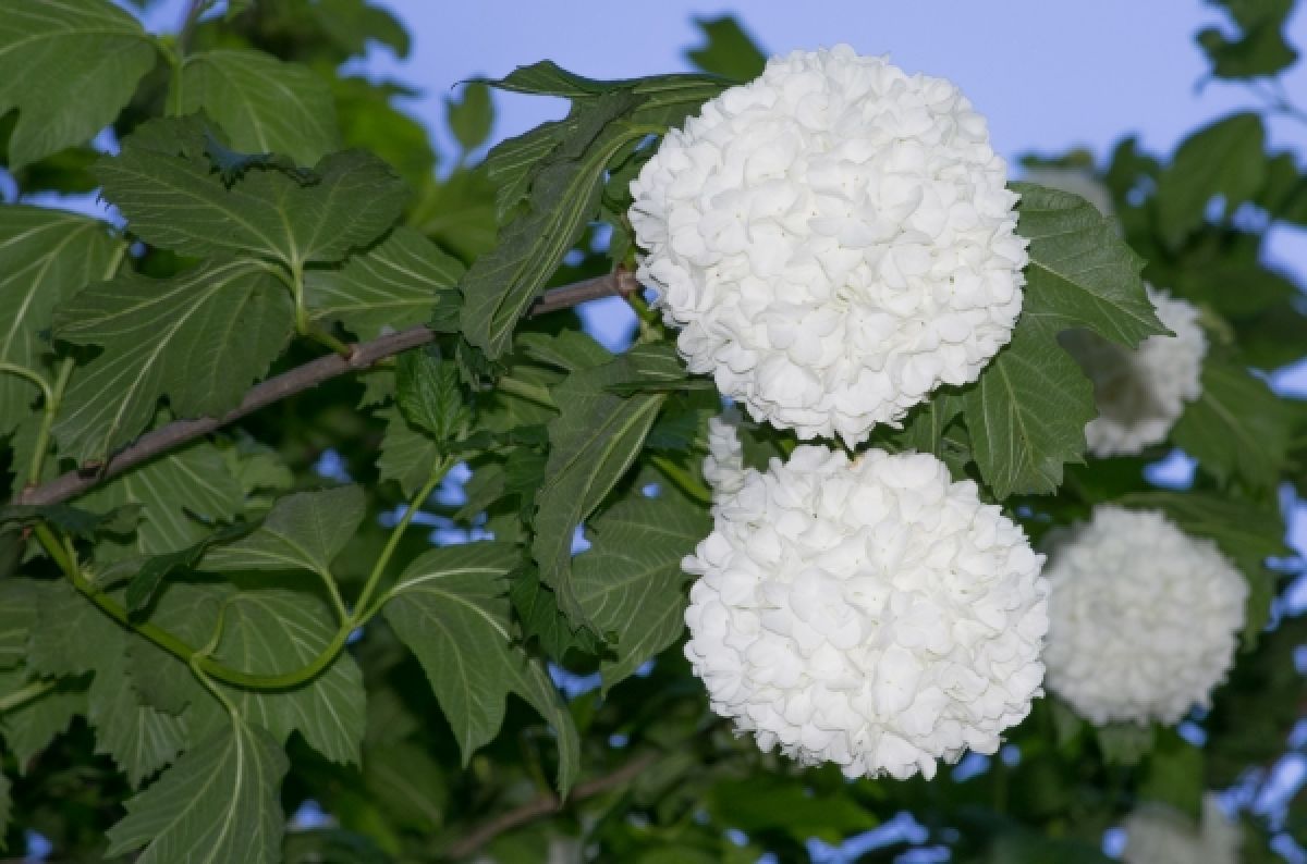 Photo 2 de Viorne Boule de neige