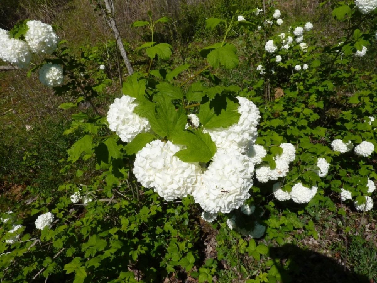 Viorne Boule de neige