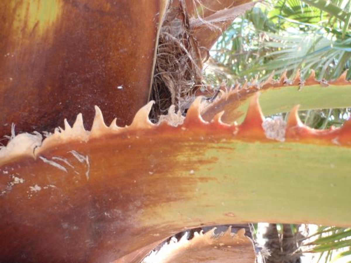 Photo 2 de Washingtonia