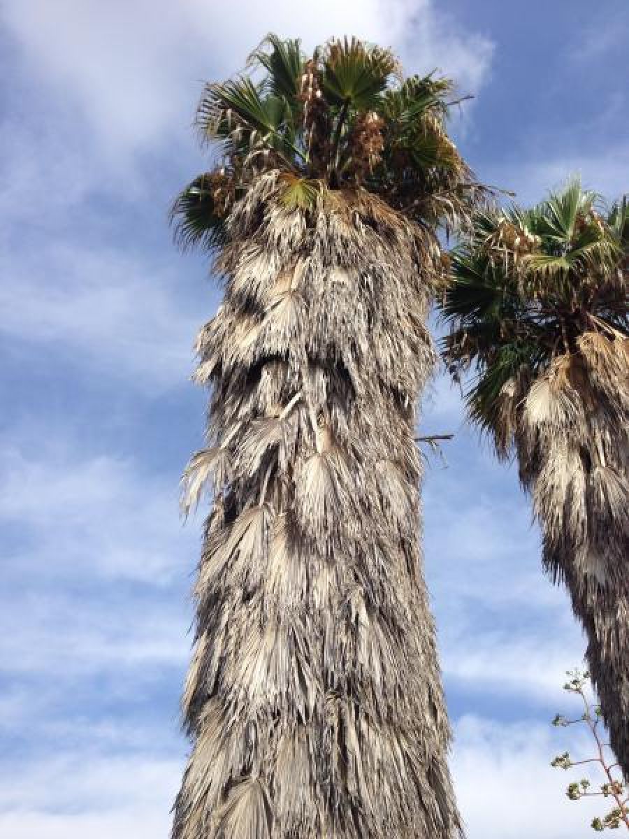 Washingtonia