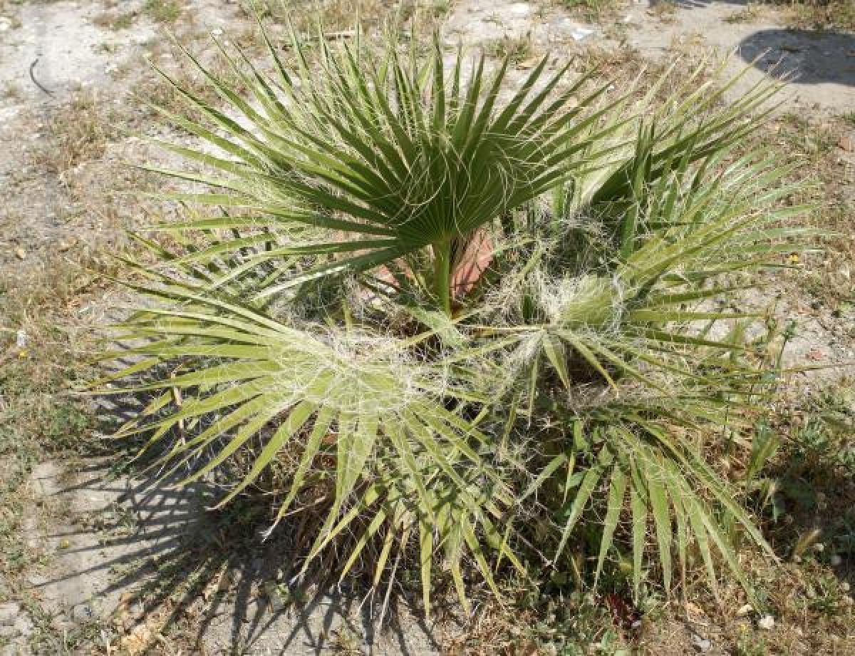 Photo 3 de Washingtonia