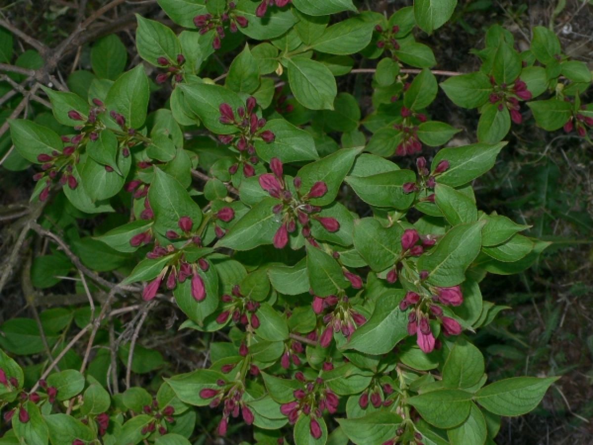 Photo 2 de Weigelia