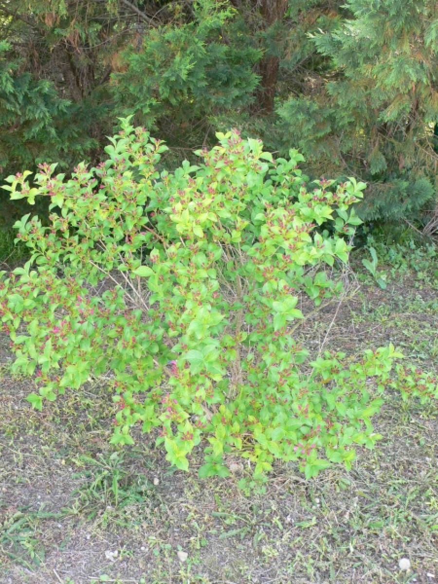 Weigelia