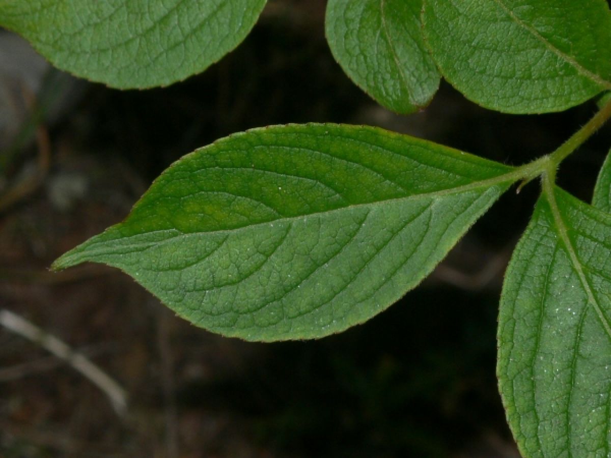 Photo 3 de Weigelia