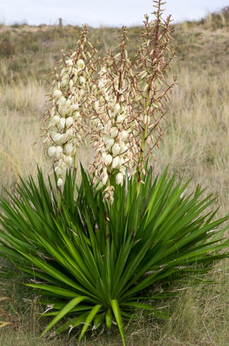 Yucca