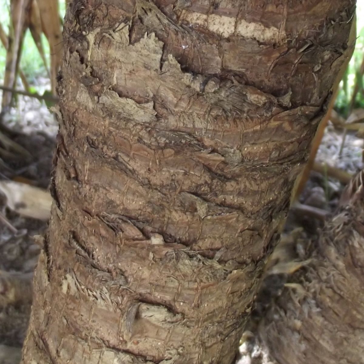 Photo 2 de Yucca