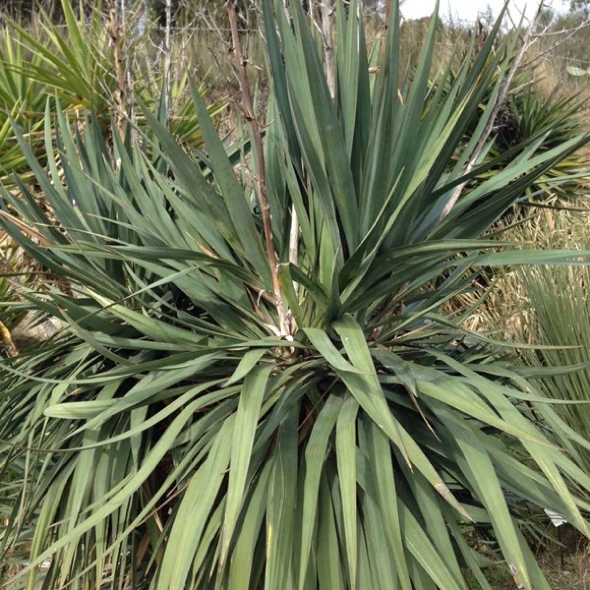 Photo 3 de Yucca
